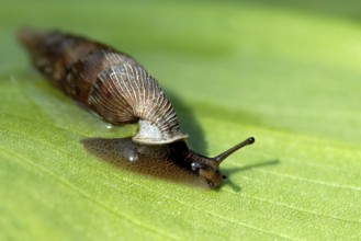 Macro of an 8mm snail