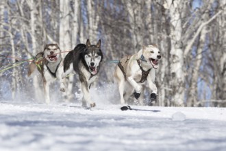 PETROPAVLOVSK-KAMCHATSKY, KAMCHATKA PENINSULA, RUSSIA, FEBRUARY 23, 2017: Runs dog sled Alaskan