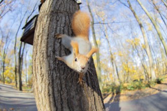 Squirrel on a tree in a natural habitat