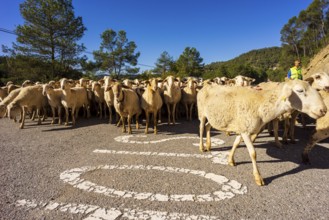 Sheep flock in transhumance on a road, Puerto del Serrablo, Huesca province, Spain