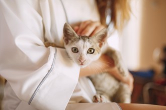 A gray cat in the arms of a girl in a silk robe.