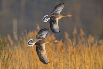 Greylag goose, Anser Anser, flight photo, side view, two birds, Wagbachniederung,