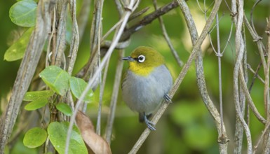 Cape white-eye (Zosterops virens), Garden Route National Park, Wilderness Section, Wilderness,