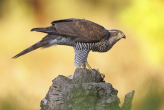 Northern northern goshawk (Accipiter gentilis), Autour des palombes, Hides De Calera / Goshawk