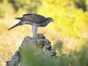Northern northern goshawk (Accipiter gentilis), Autour des palombes, Hides De Calera / Goshawk