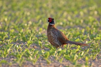 Pheasant (Phasianus colchicus), Faisan de Colchide, Faisan de chasse, Faisán Vulgar, Bad Dürkheim