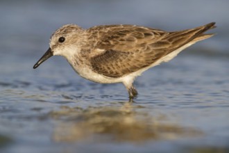 Little stint (Calidris minuta), Bécasseau minute, Correlimos Menudo, Kalloni Salt Pans, Lesvos,