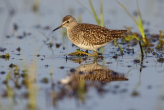 Wood sandpiper (Tringa glareola), Chevalier sylvain, Andarríos Bastardo, Raysut, Salalah, Sohar,