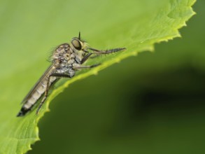 Barbarossa fly, (Eutolmus rufibarbis), predatory fly, insect, insects, close-up, Black Forest,