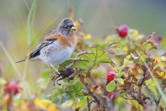 Brambling (Fringilla montifringilla), spring, foraging, Battenberg, Heligoland,