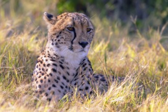 Africa, Botswana, cheetah, Acinonyx jubatus, Botswana, Botswana