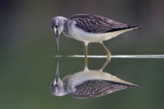 Common greenshank (Tringa nebularia) Chevalier aboyeur, Archibebe Claro, Offstein sewage ponds,