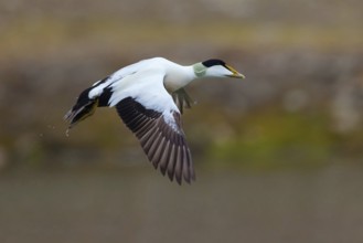 Common eider (Somateria mollissima), duck, drake, flight photo, Longyearbyen, Svalbard Spitsbergen,