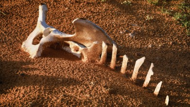 Camel bone, skeleton, skeleton, desert, animal, animals, mammal, mammals, dead, death, Saudi