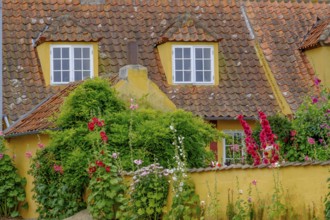 House with yellow facade and roof next to blooming flowers in the garden, svaneke, bornholm, baltic