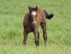 A brown foal stands on a green meadow and looks forward, beautiful horses on a paddock with green