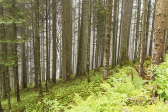 Fog-covered forest with tall, slender trees and green ground cover, gosau, alps, austria