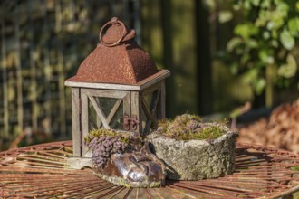 Rusty garden lantern and stones on a table decorated with moss, Weseke, Borken, westphalia, germany