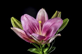 Beautiful Blooming pink lily flower isolated on a black background. Flower head close-up, Odessa,