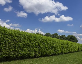 Geen grass, hedge and amazing sky