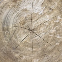 Close up of cut tree trunk