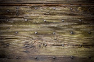Old wooden boards, with moss and rusty nails