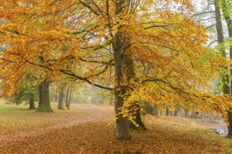 Lauterbach Castle and Park in autumn, Lauterbach, Lauterbach, Saxony, Germany