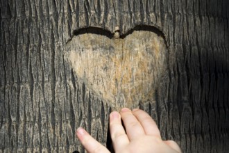 Heart carved in tree trunk