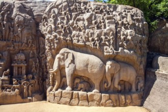 Elephant carved wall, mahabalipuram temple, tamilnadu, india, asia