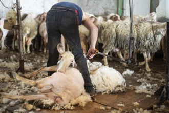 Sheep wool shearing by farmer. Shearing the wool from sheep