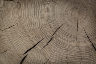 Oak Texture On Cross Section