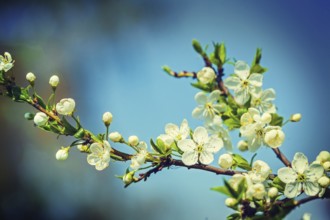 Blossoming cherry tree on sky background instagram style