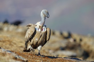Cape Vulture, also cape griffon (Gyps coprotheres), Giant's Castle Hide, KwaZulu-Natal, South