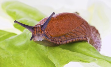A nudibranch crawls on a lettuce leaf Austria