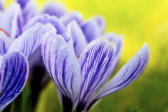 Beautiful springflower crocus in the garden