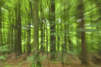 Forest impressions in motion