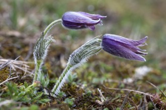 Pasque flower, Pulsatilla vulgaris, Pasque flower