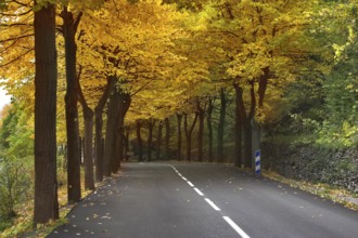 Highway, passing between autumn trees with yellow leaves