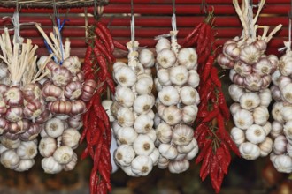 Bundles of garlic and bundles of cayenne pepper hanging on wicker fence of the southern market