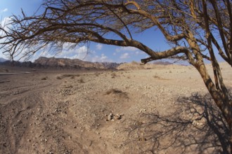 Colorful dry snags in the Judean Desert
