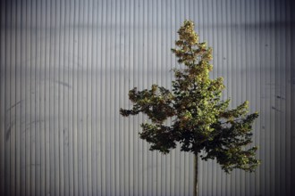 An ornamental tree in front of a striking façade made of chequer plate or metal strips