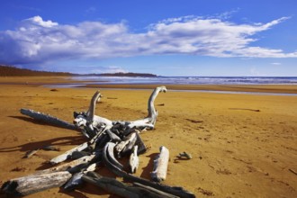 Ocean coast on island Vancouver, logs and dry trees