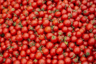 Fresh red tomato at grocery store for food backgrounds concept