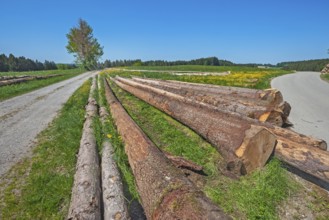 Spruce tree trunks, European spruce (Picea abies), in spring meadow, Upper Bavaria, Bavaria,