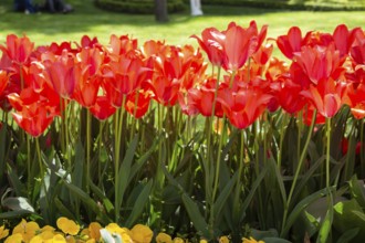 Bright colorful tulips as natural floral background