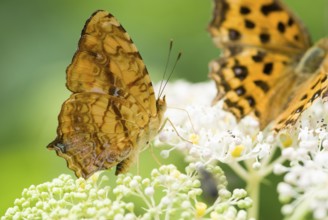 Brush-footed butterfly (Symbrenthia lilaea formosanus, Nymphalide), Taiwan, East Asia