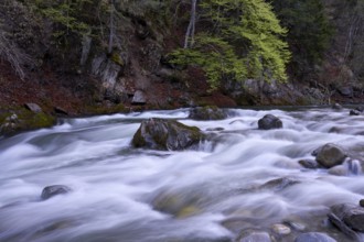 Lieser river in spring, Carinthia, Austria