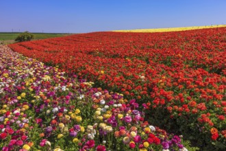 Warm spring day. Bright festive red blooming field of buttercups
