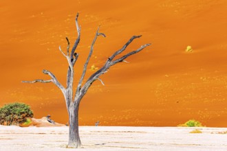 The Namib Naukluft Park. Africa. The skeletons of dead trees. Namibia. Huge scenic red and orange
