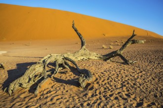 The bottom of dried lake Deadvlei, with dry trees. Ecotourism in Namib-Naukluft National Park,